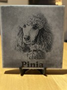 pinia_2.JPEG
